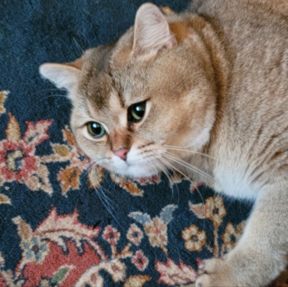 📜 - Picture 3 of 5